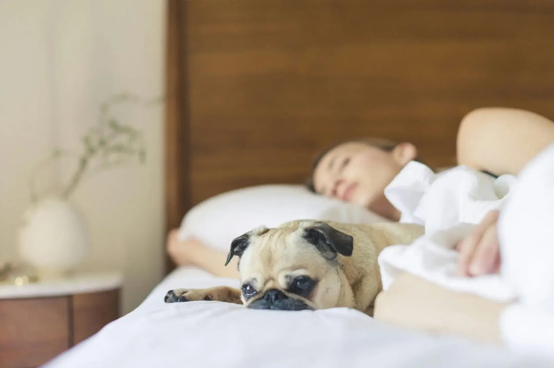Should You Let Your Dog Sleep With You?