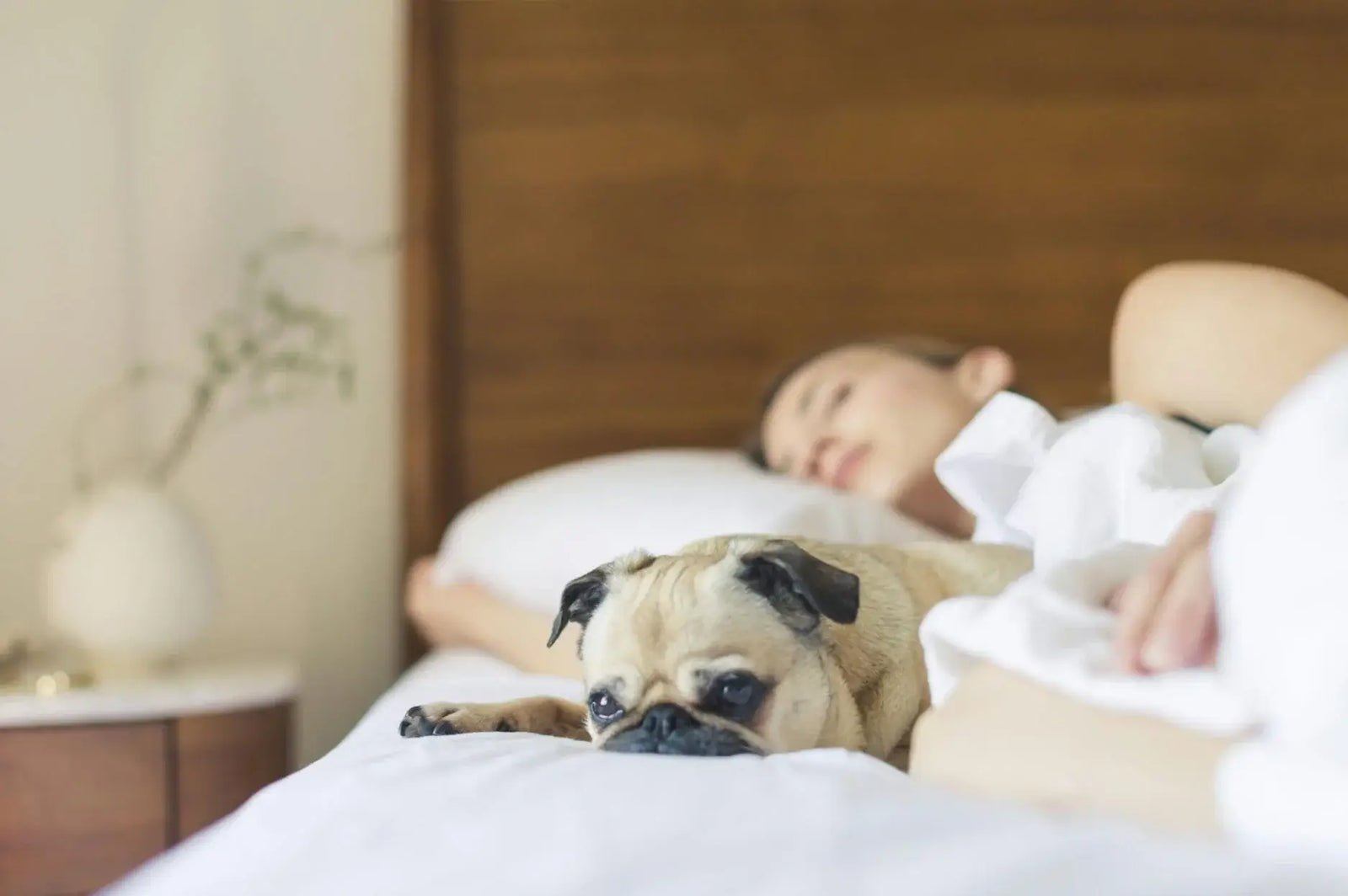 Should You Let Your Dog Sleep With You?