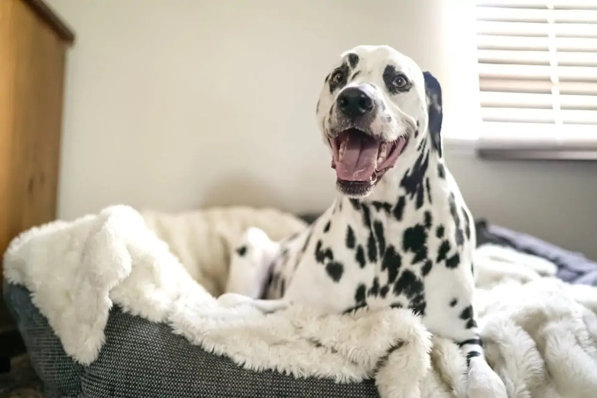 Redfin Feature: Stylish Yet Functional Pet Area Ideas to Incorporate Pet Supplies into Your Decor