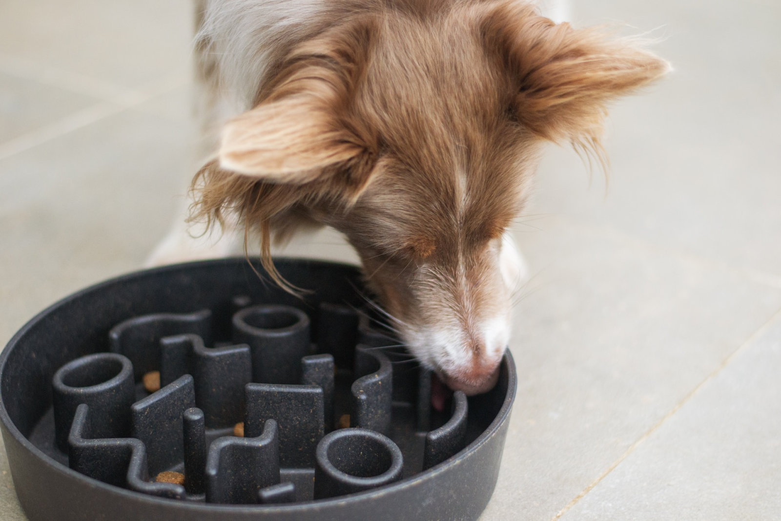 Diy slow feeder dog bowl best sale