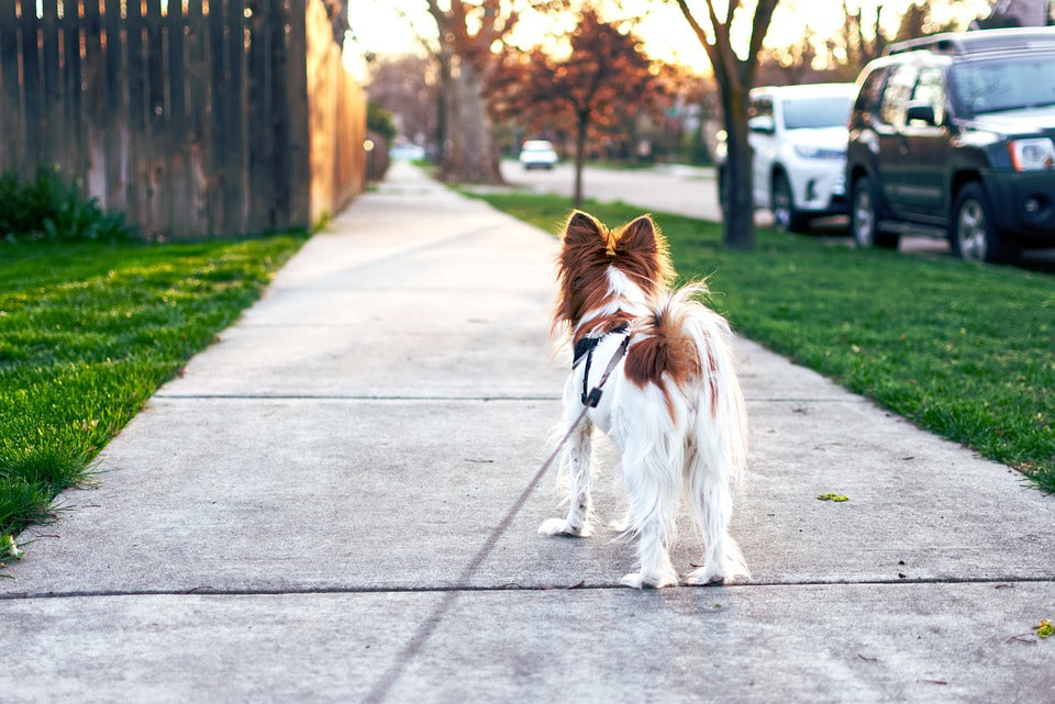 7 Things to Do Immediately If Your Puppy Escapes Pen Areas