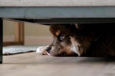 Why is My Dog Hiding Under the Bed?
