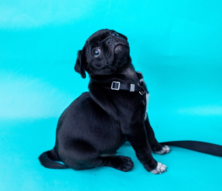 Should I Crate Train My Dog? Hiddin