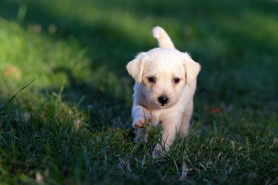 4 SUPER Easy Steps To Get Your Puppy Playpen Set Up
