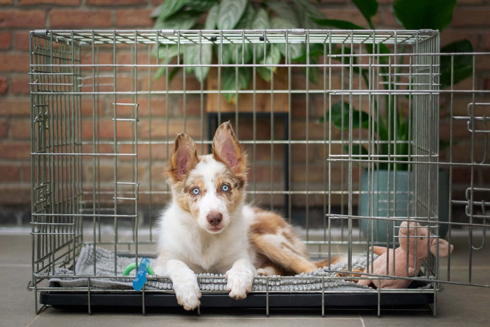 Crate For a Puppy