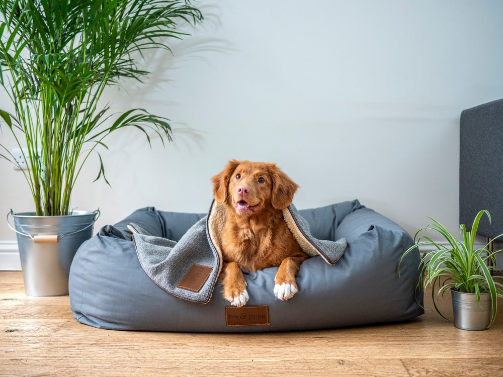 How to Wash a Dog Bed