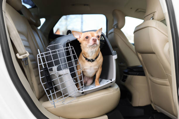 Not Allowed On the Bed: How to Crate Train a Puppy At Night
