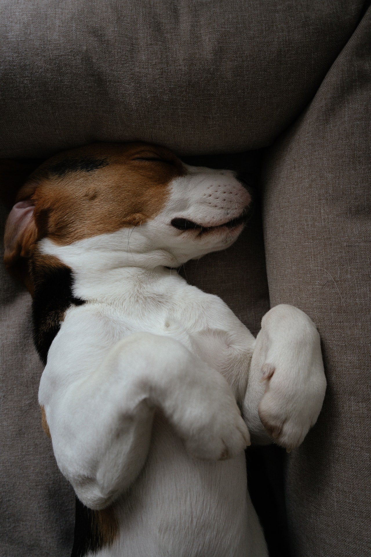 6 Tips On How to Choose a Dog Bed: Fabric, Size, and Height