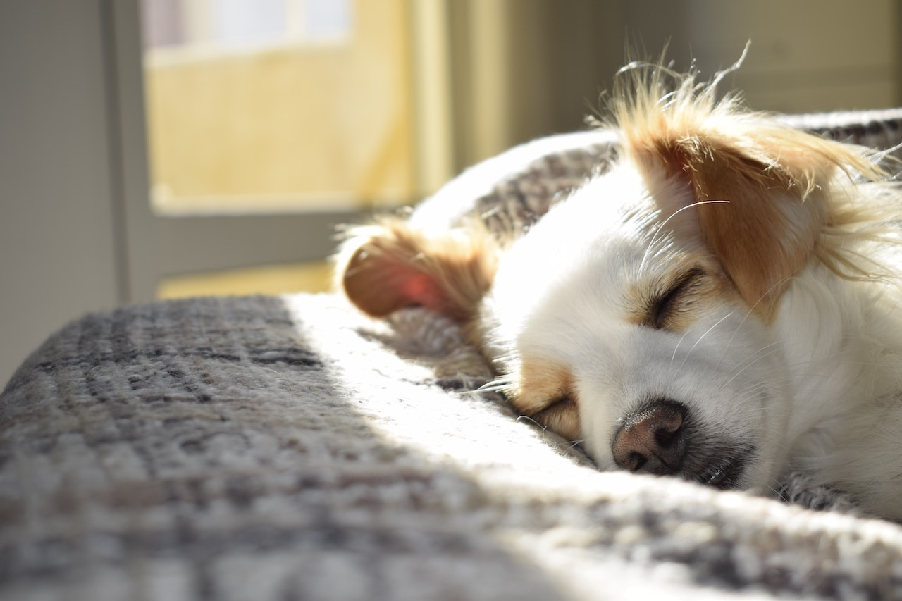 1, 2, Or In Each Room: How Many Dog Beds Should a Dog Have?