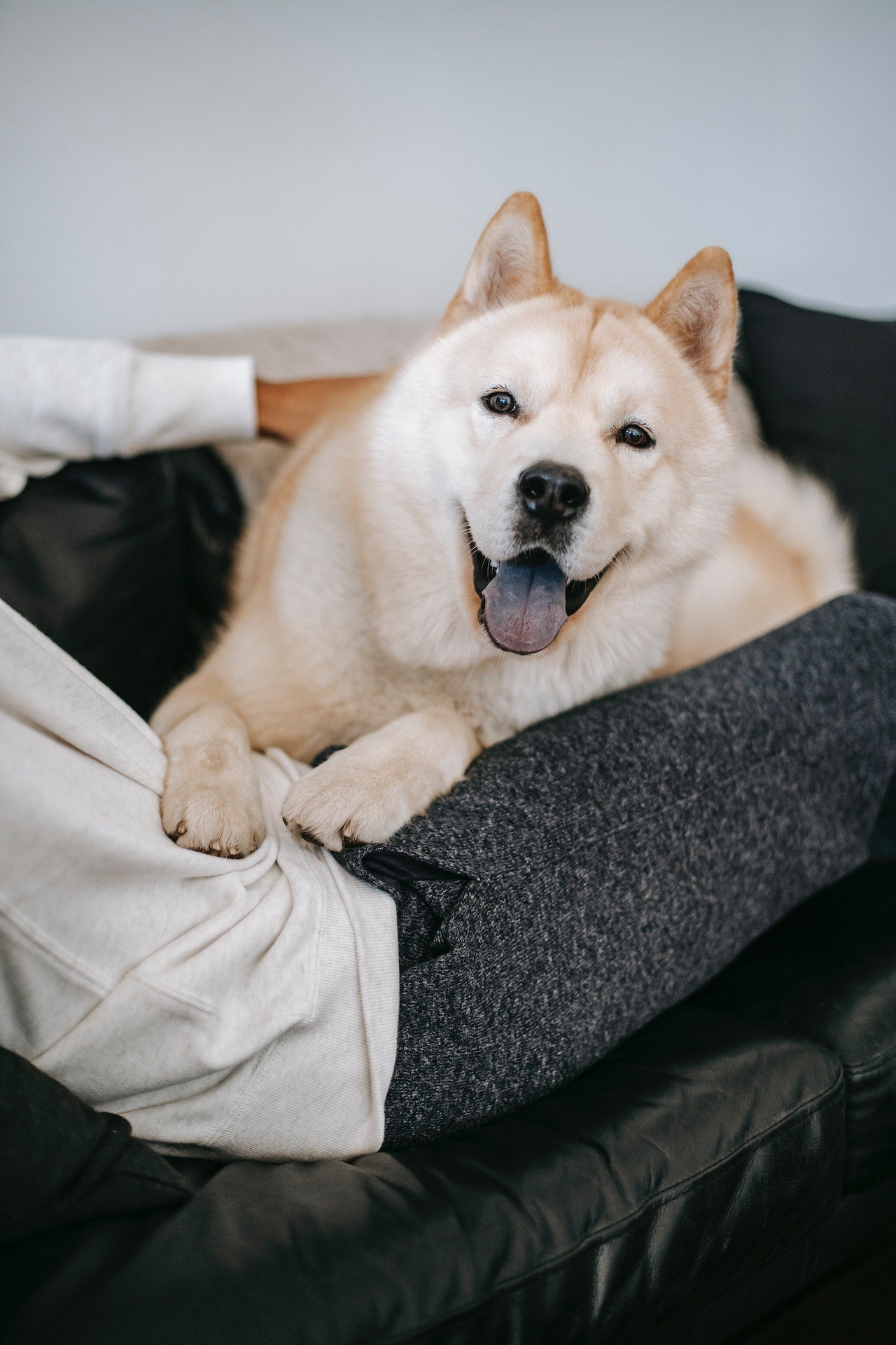 Dogs taking over the bed best sale