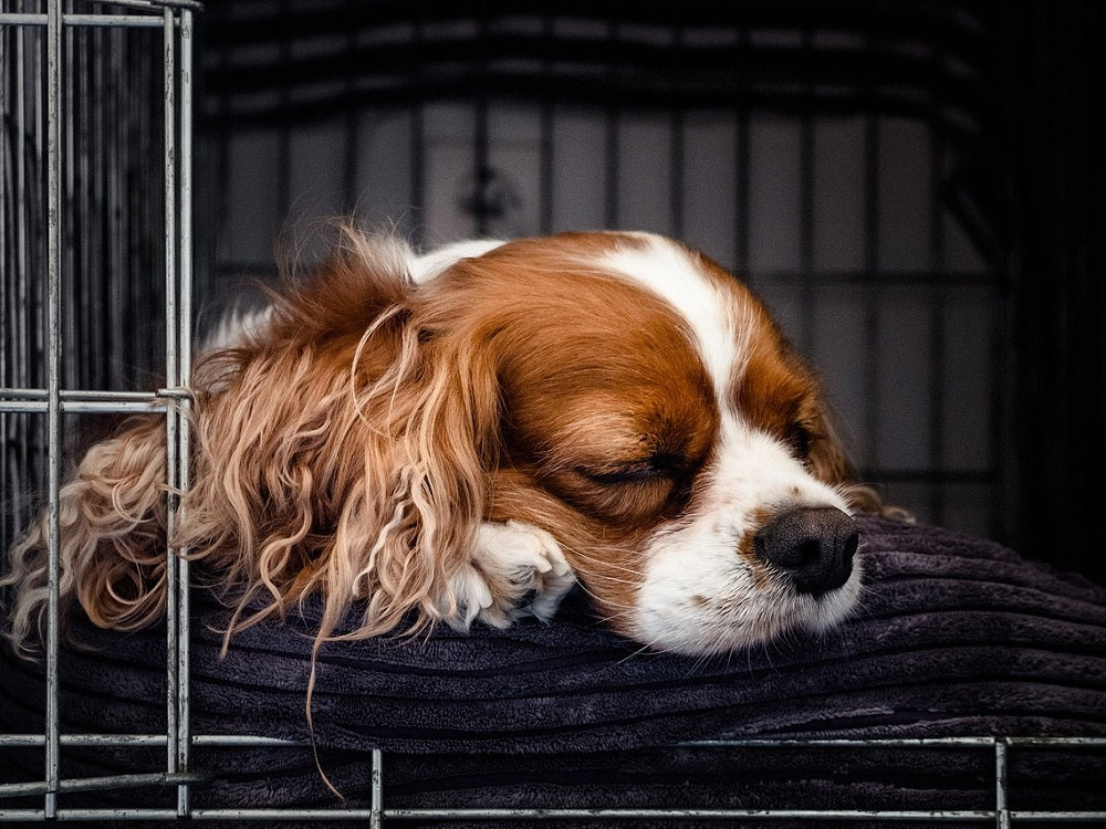 Playpen vs Crate: What You Should Pick For Your Dog and Why – Hiddin