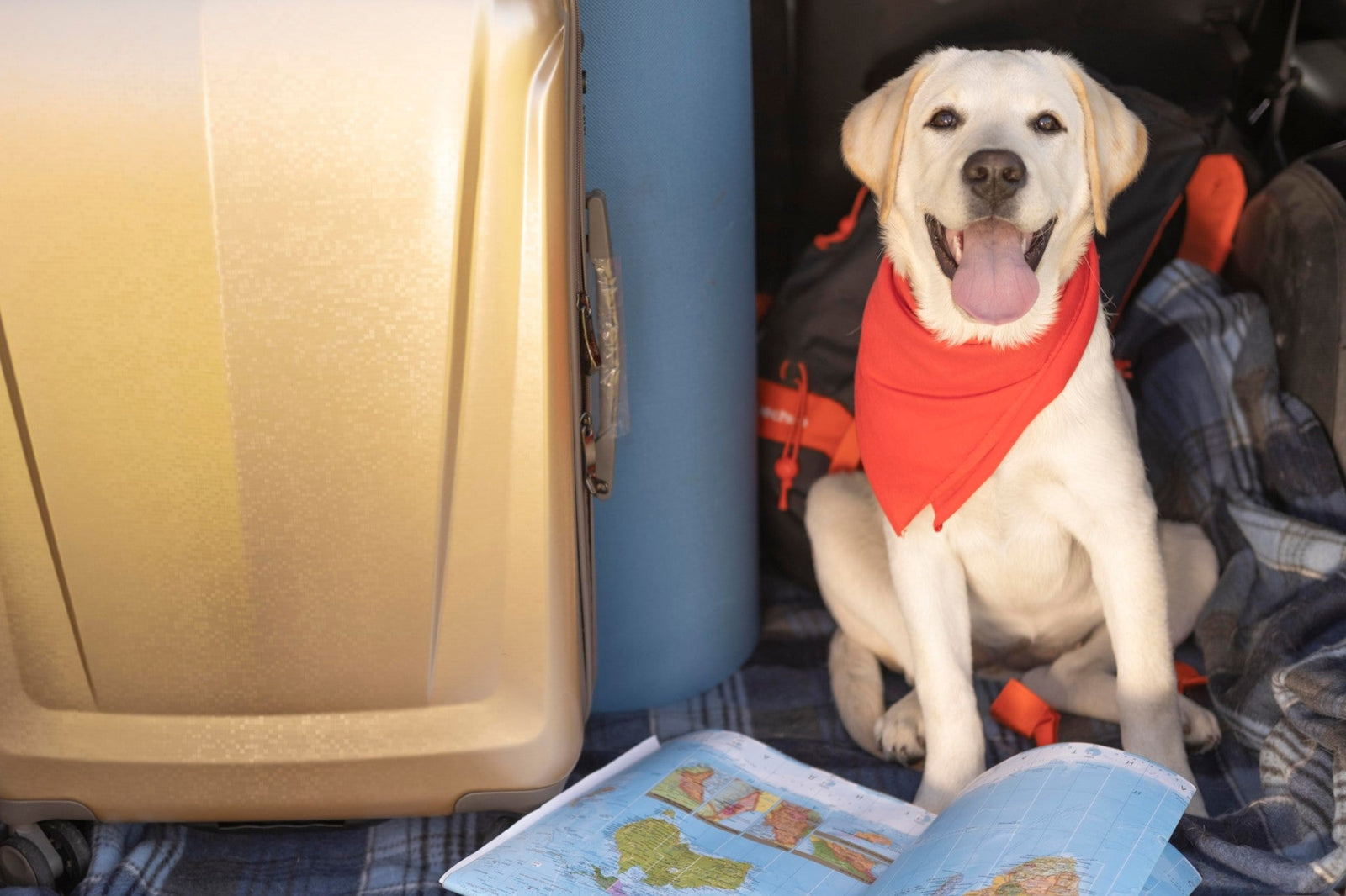 a dog is getting ready for air travel