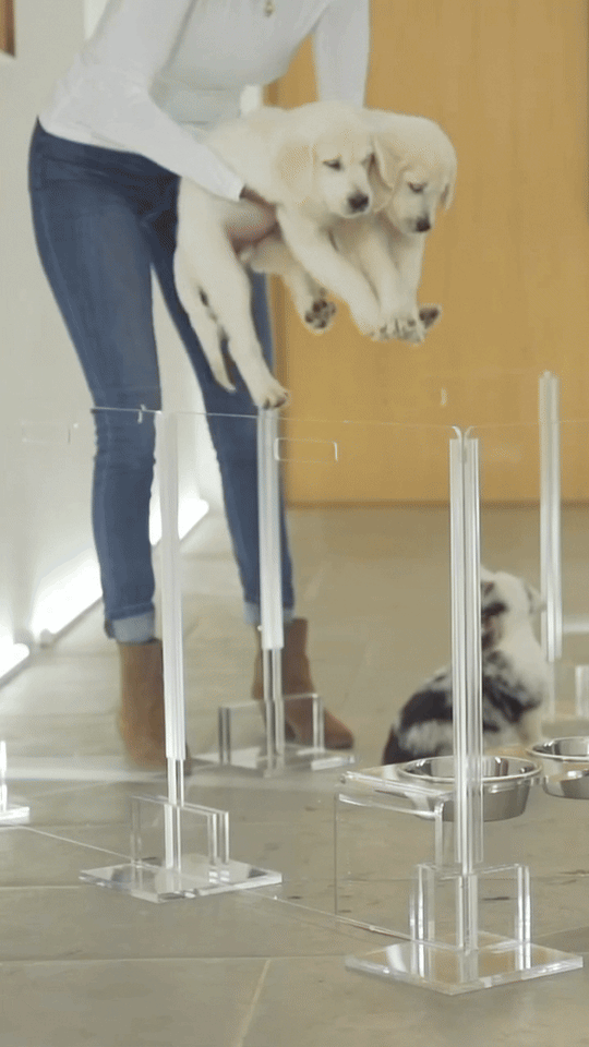 Clear Pet Playpen, 32" High with Door