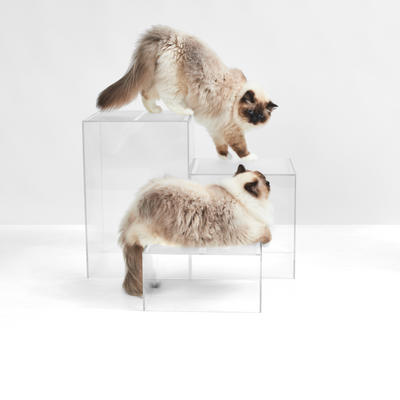 Two Cats on Clear Cat Perch Blocks