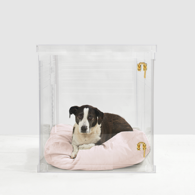 Dog Sitting in Medium Size Dog Crate