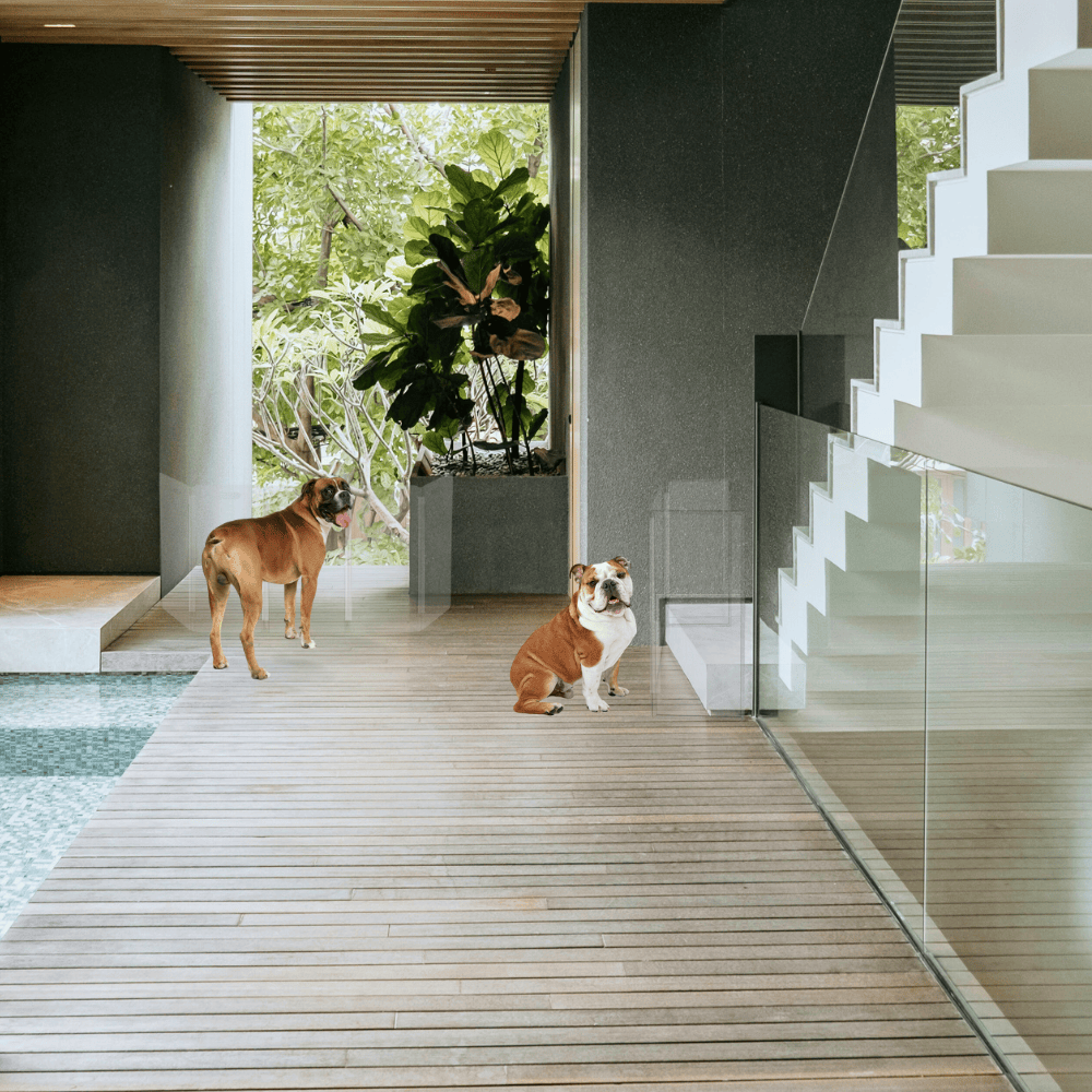 Clear Front Pet Gate