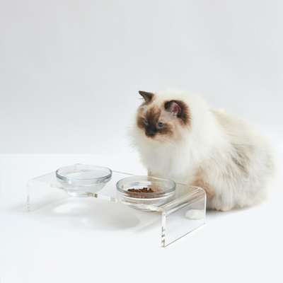 Cat Infront of Double Bowl Cat Feeder