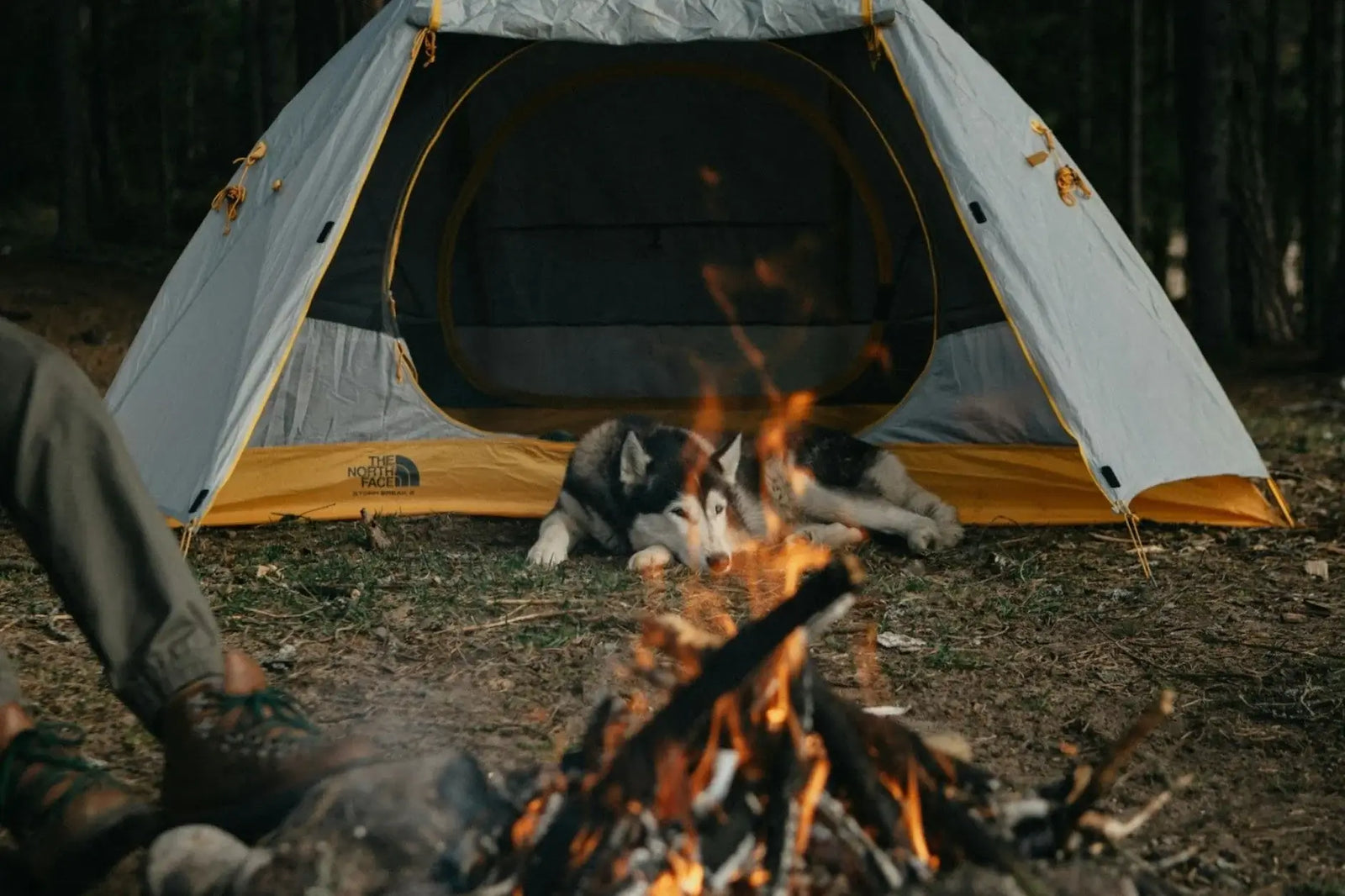 10 Best Tips for Camping With Dogs
