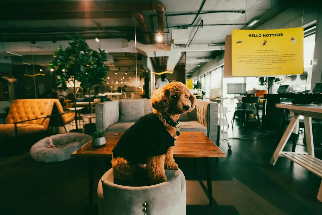 Dog in Office: Before Bringing Your Dog to Work