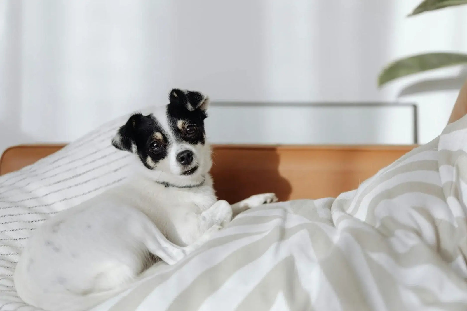 Why Do Dogs Scratch the Bed?