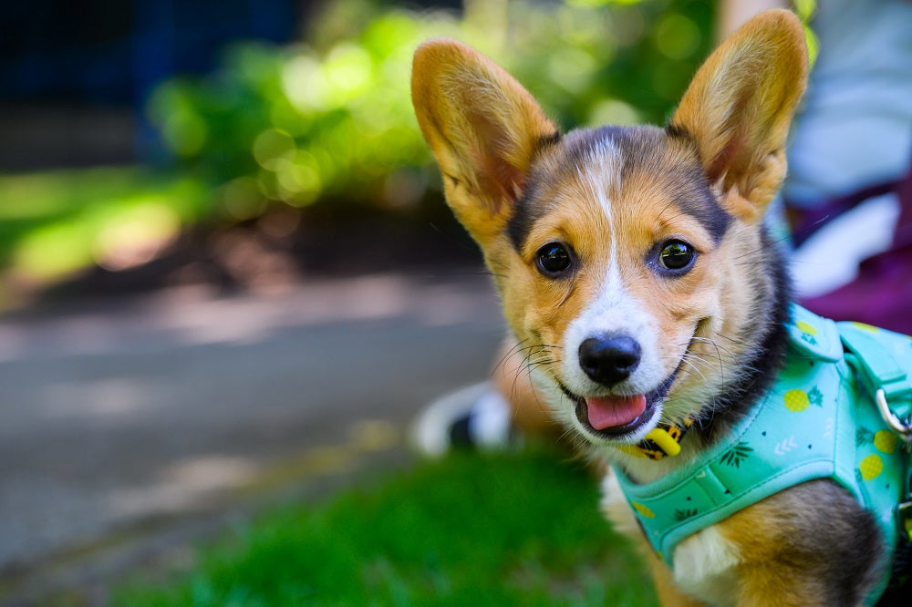 How to Walk A Dog - Complete Guide
