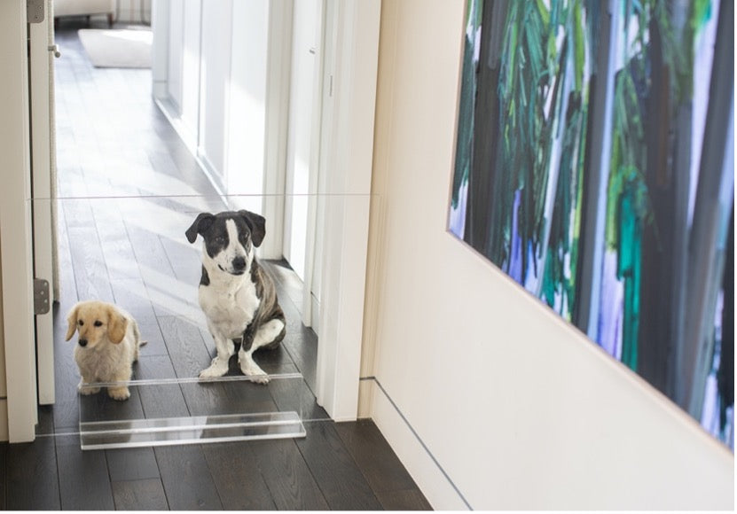 Dogster Feature: How to Set Up a Dog Room