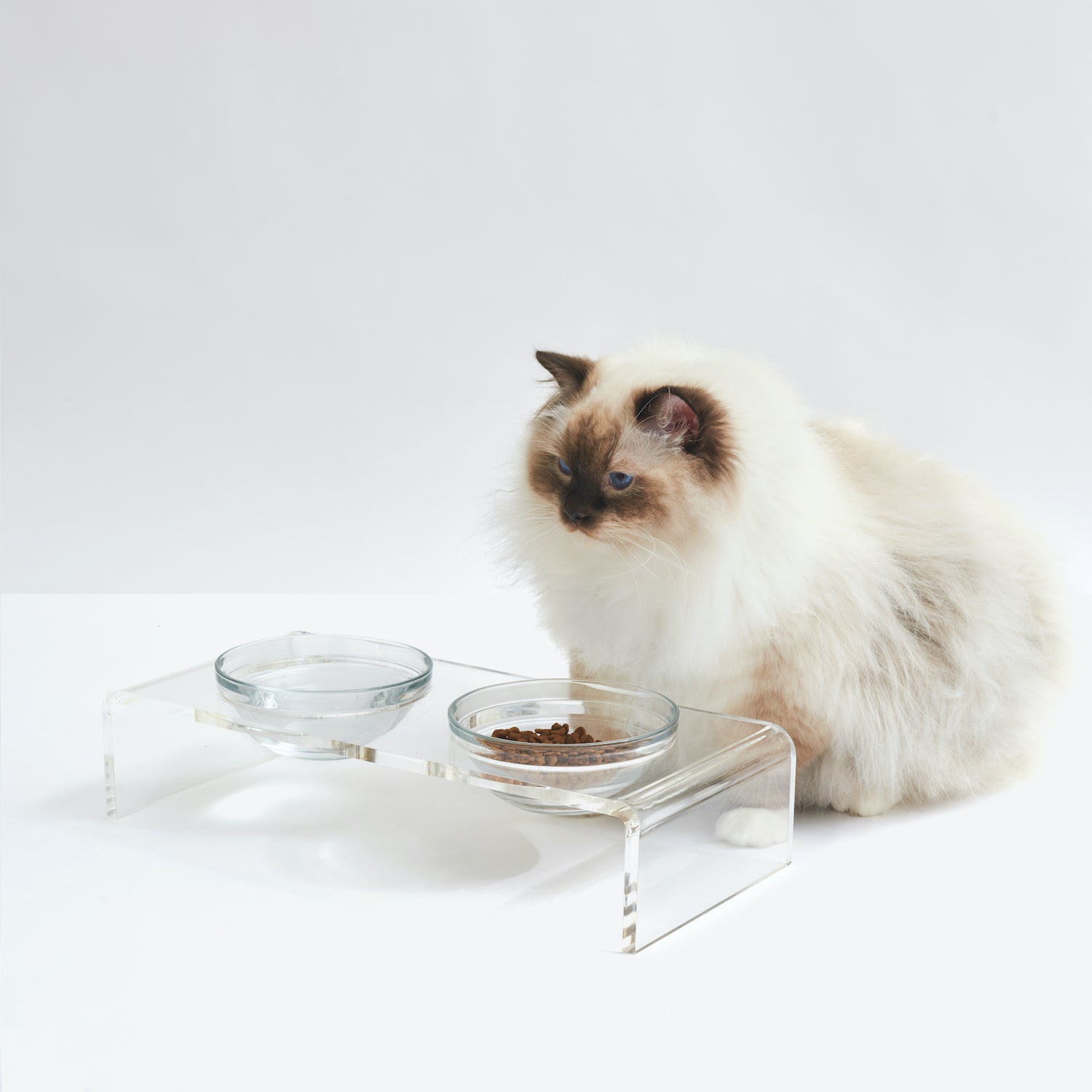 Hauspanther Feature: Crystal-Clear Acrylic & Glass Raised Cat Feeder from Hiddin