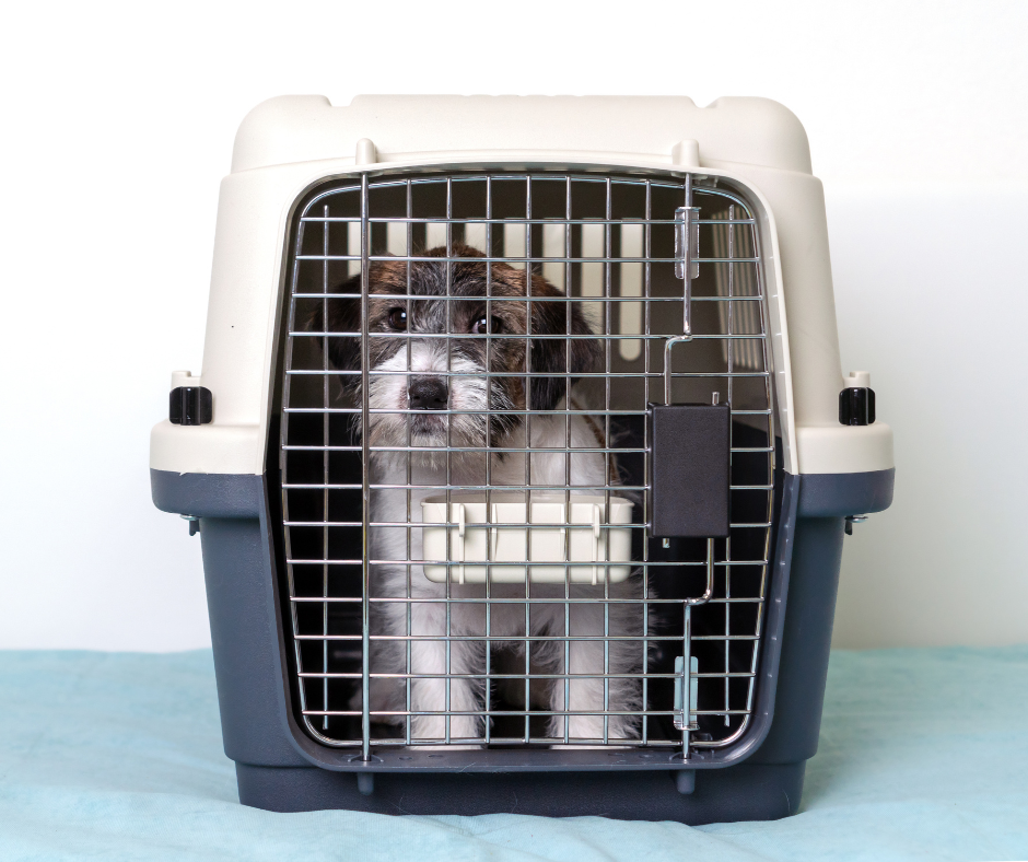 Where to Put a Dog Crate in the House