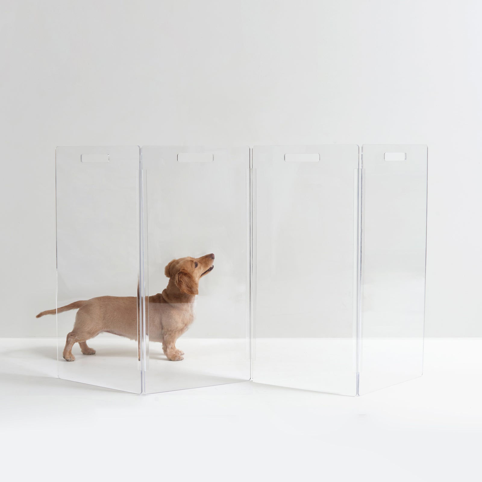 Pet Age Feature: Lifestyle: Hiddin Acrylic Pet Gate