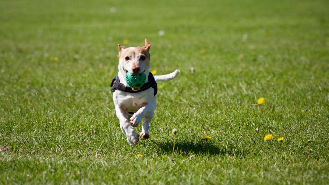 11 Best Backyard Ideas For Dogs