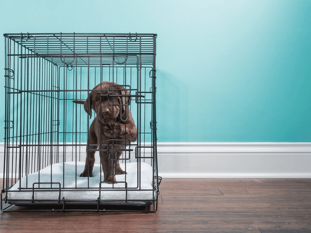 Puppy s Place What to Put In a Crate For a Puppy Hiddin