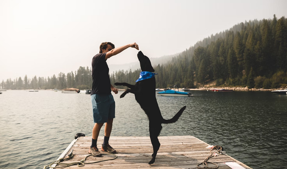 How to Pad Train a Puppy & How Long Does It Take?