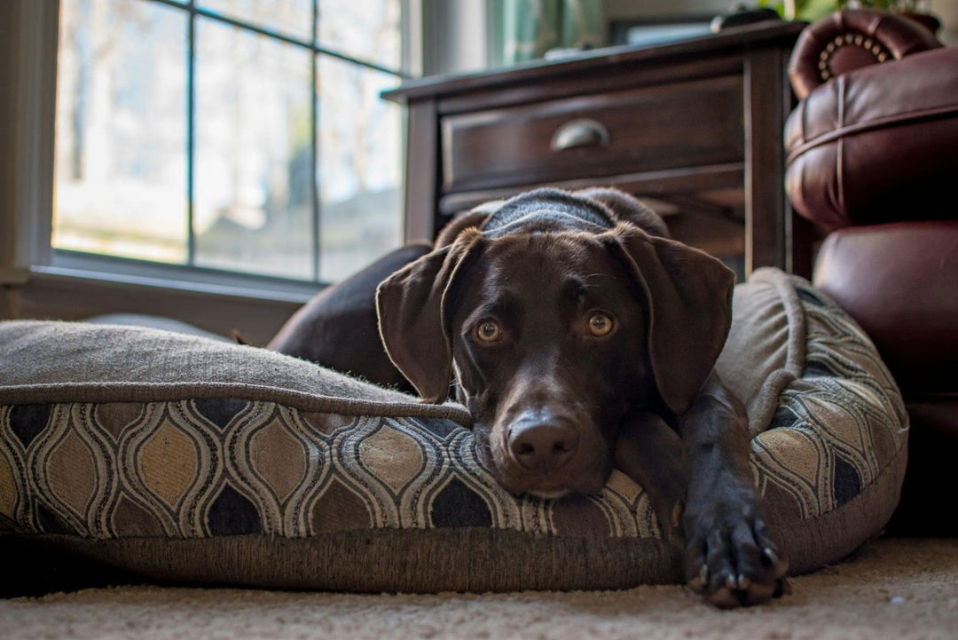 Dog in New House: Signs Dog is Adjusting to New Home