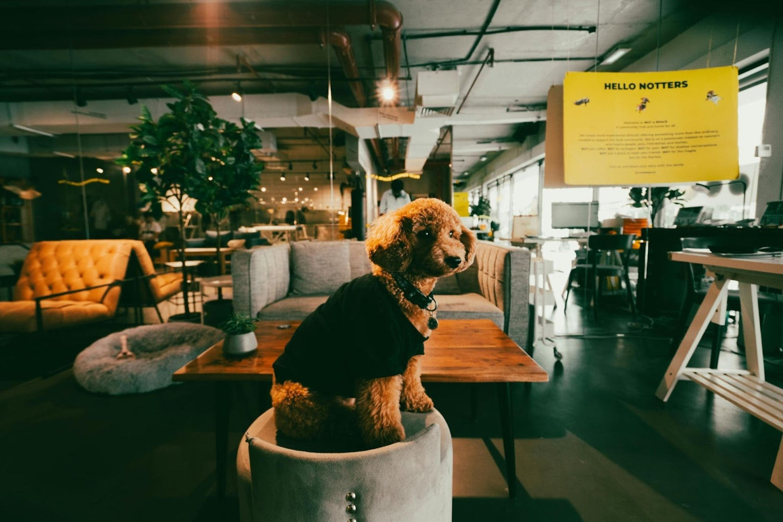 a dog in an office sitting on an ottoman