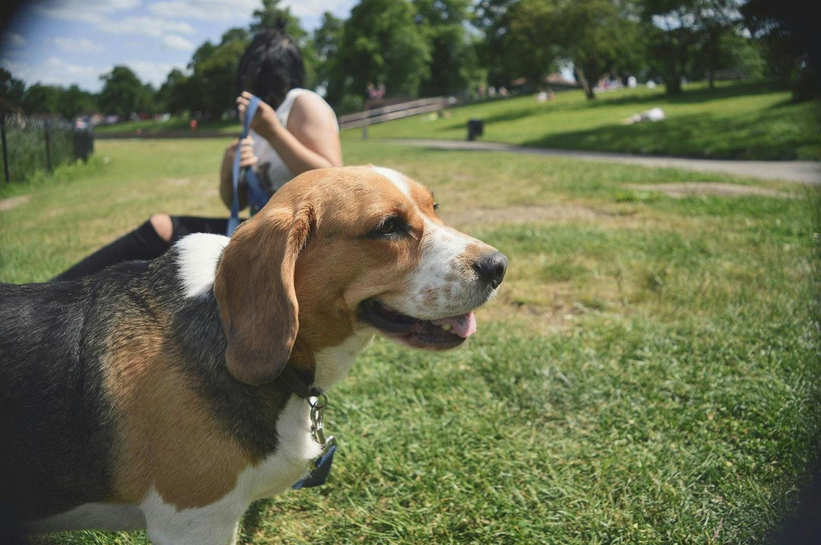 a three colored dog in the dog park