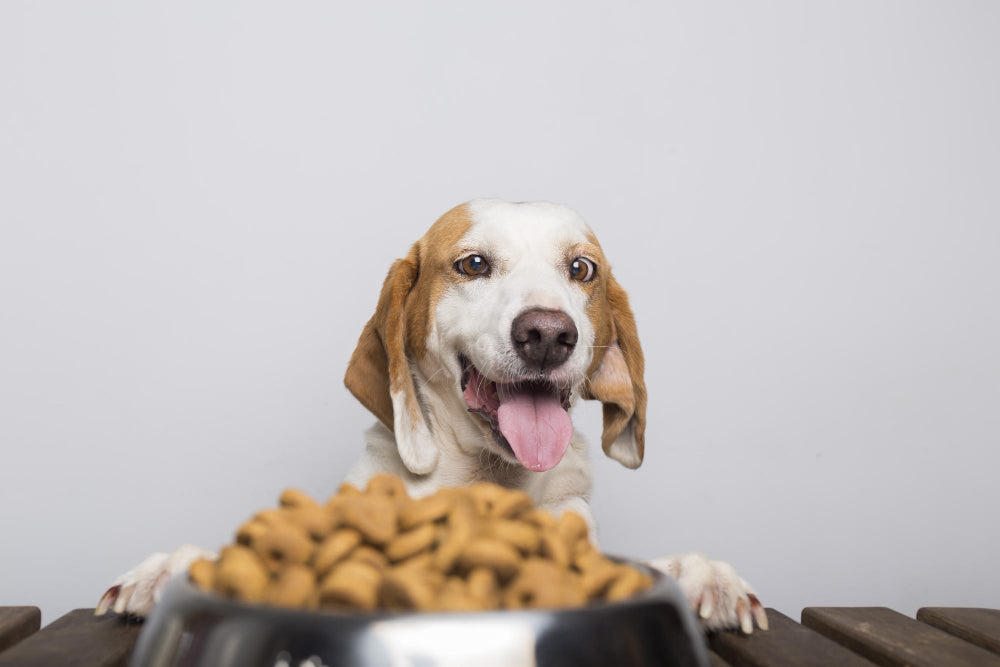 Are Elevated Dog Bowls Good For Your Dog