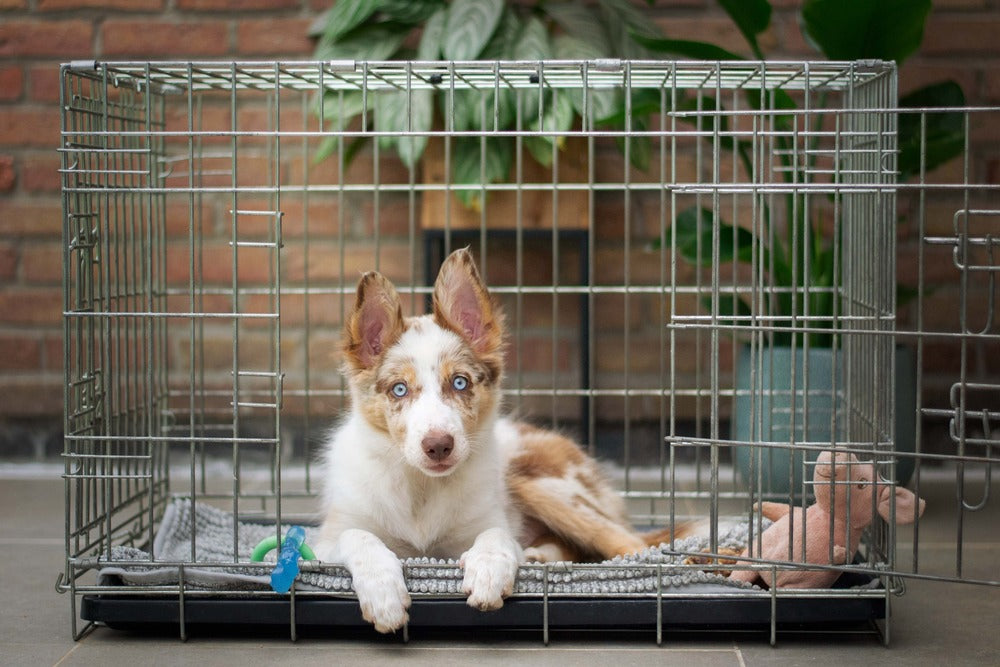 What to Put In a Crate For a Puppy