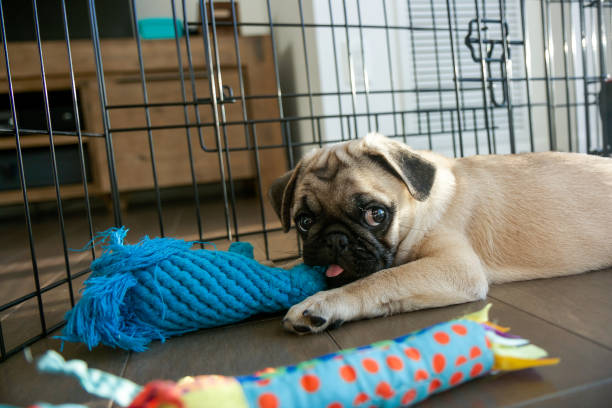 How to Keep Dog Playpen From Moving