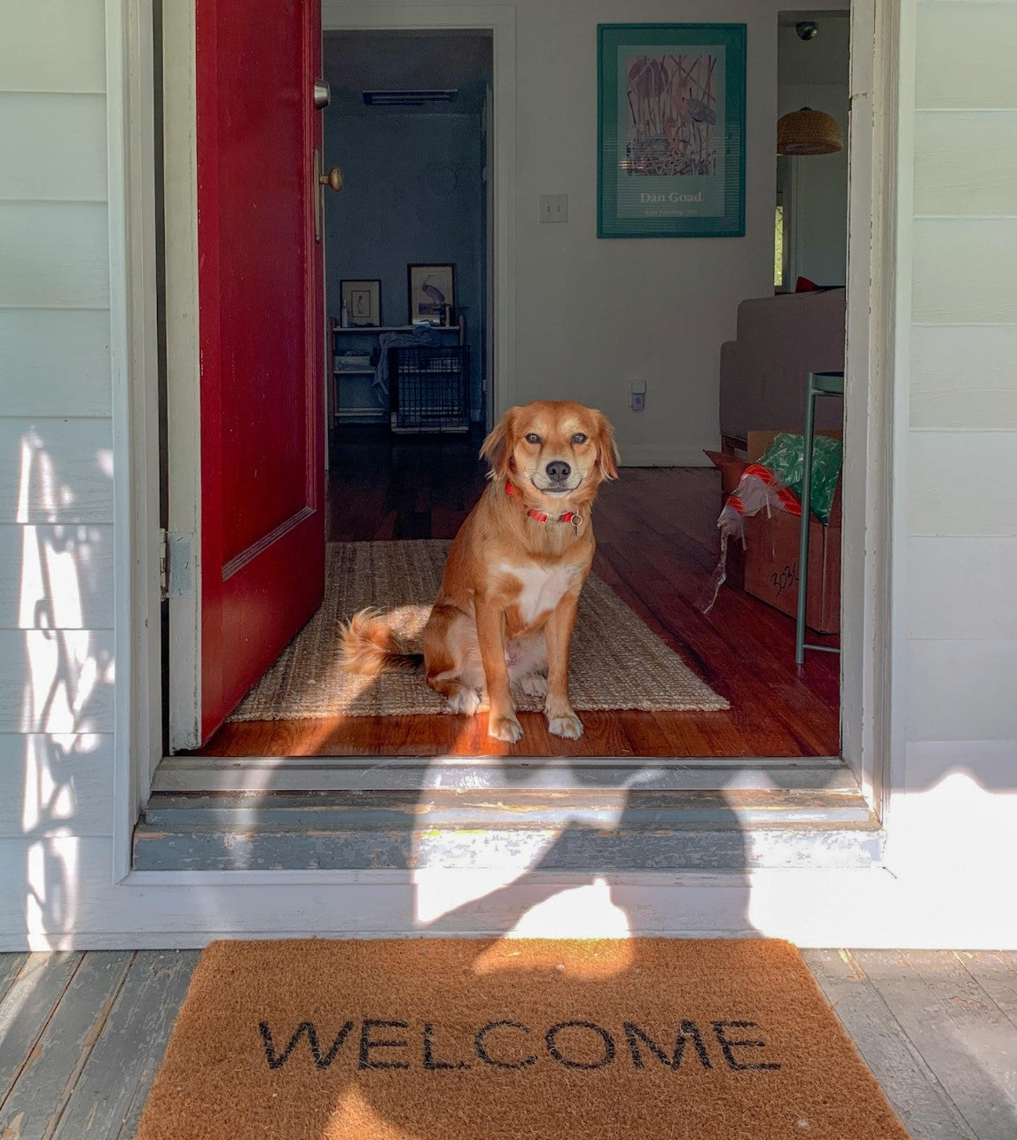 a dog is sitting at the front door of a house