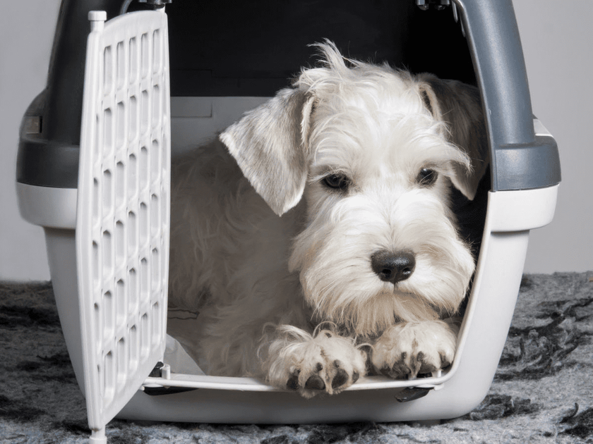 Can I Move My Puppy Crate Around the House? Hiddin