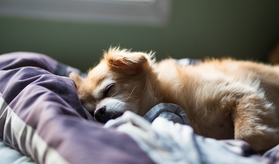 Dog pants in sleep outlet