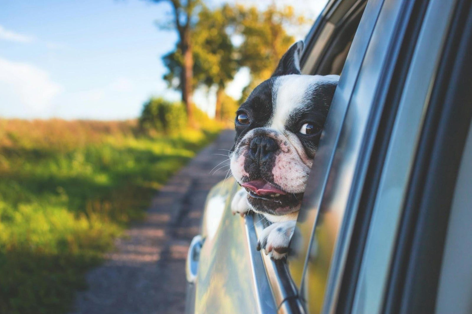 a dog is looking out the window of a car on a road trip&nbsp;