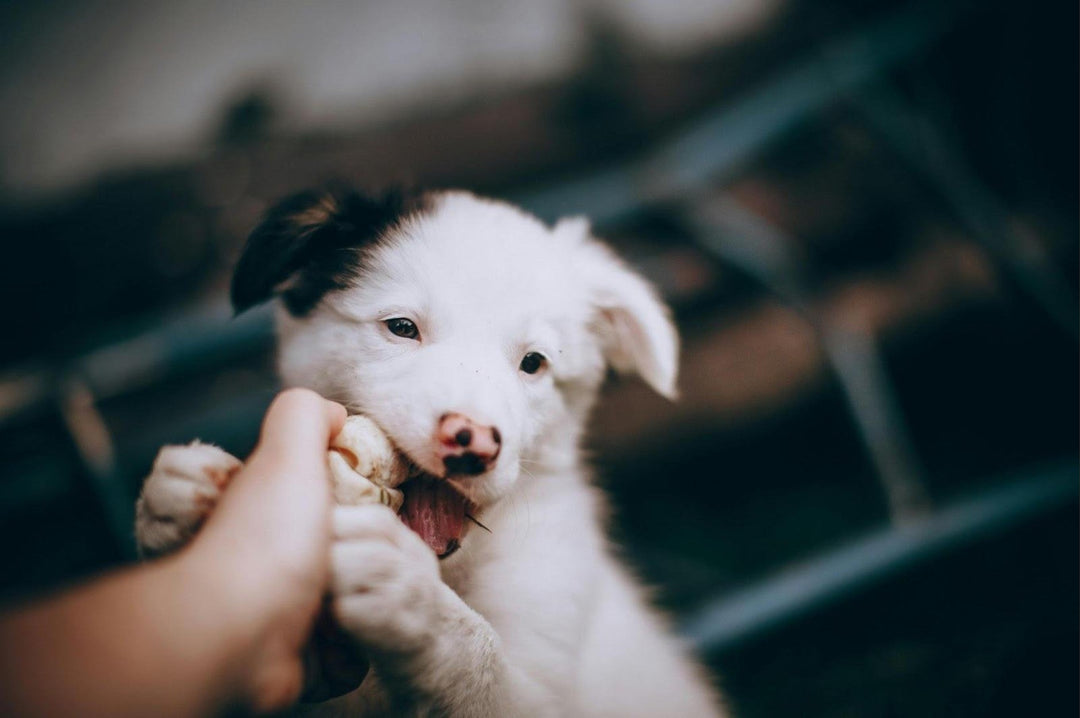 How to Stop Bad Behavior in Puppies?