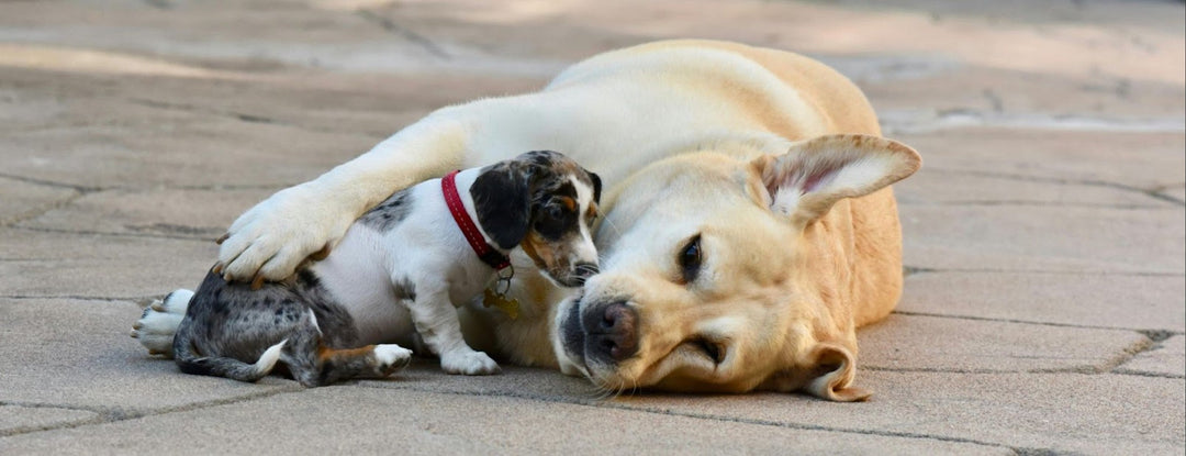 When Do Puppies Stop Growing?