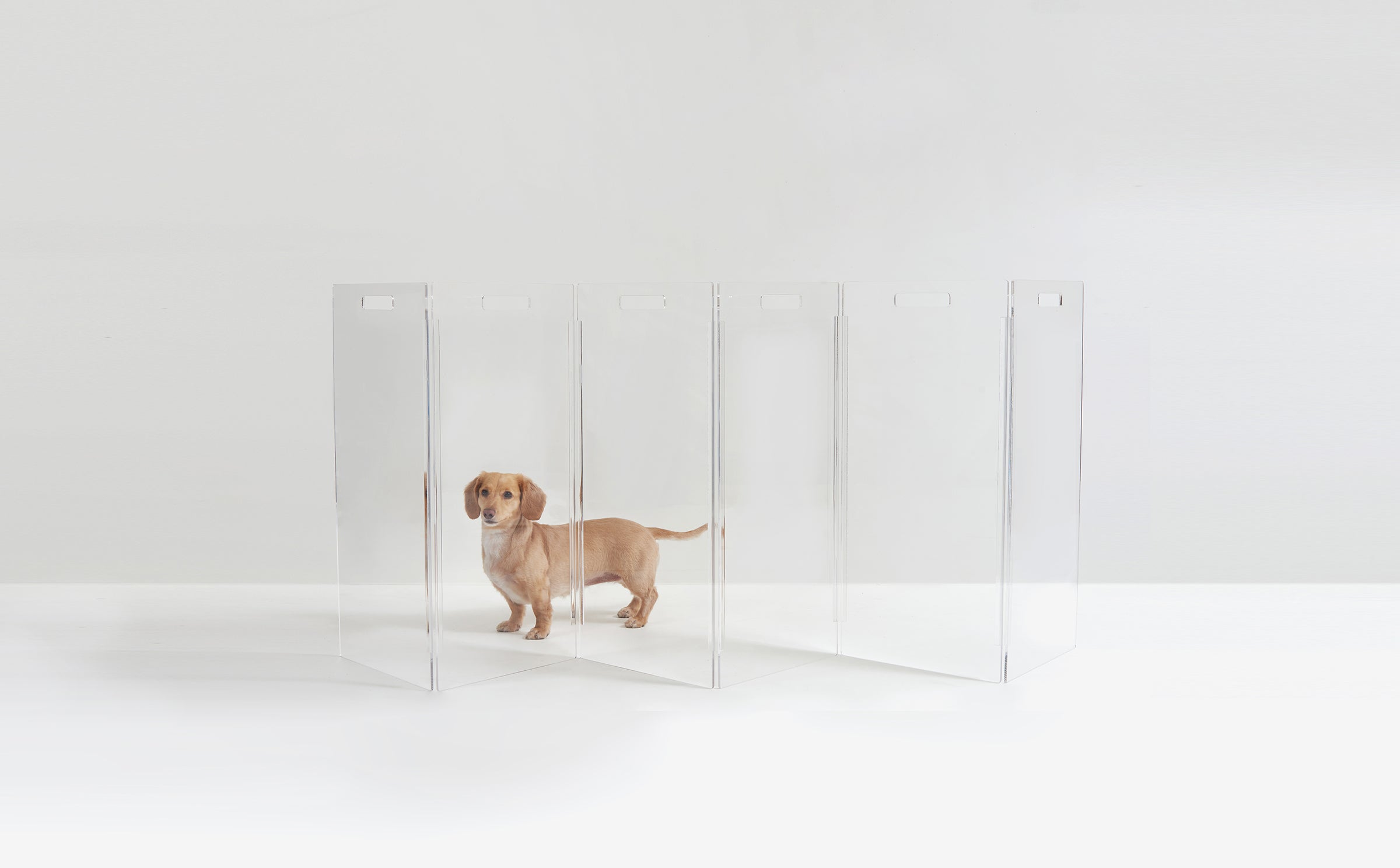 Clear Dog Gates