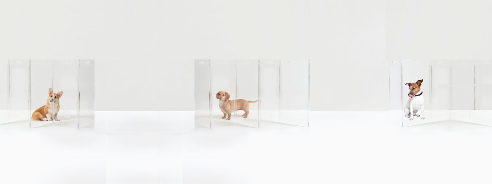 Clear Dog Gates