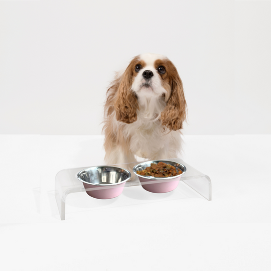 Clear Double Pet Bowl Feeder with 2 Tone Bowls | Options