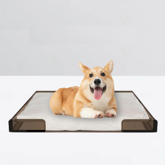 Bronze Lucite Pet Tray Bed | Options