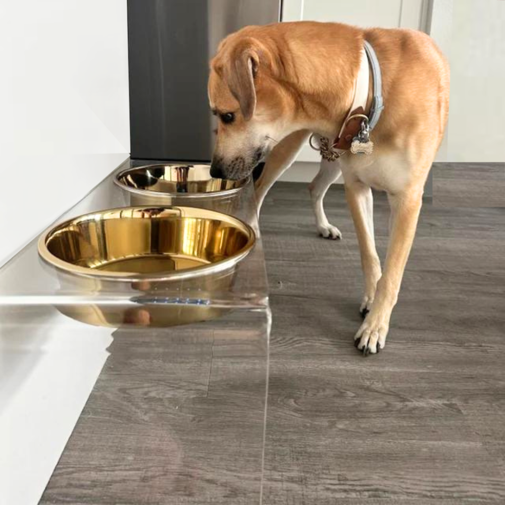 Tall Clear Double Pet Bowl Feeder with Gold Bowls