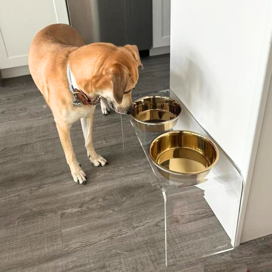 Tall Clear Double Pet Bowl Feeder with Gold Bowls